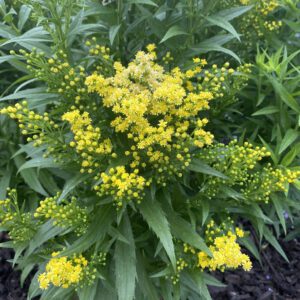 Solidago Little Lemon - Perennial