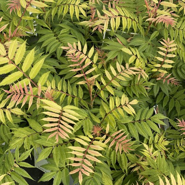 Sorbaria MR MUSTARD™ - Shrub