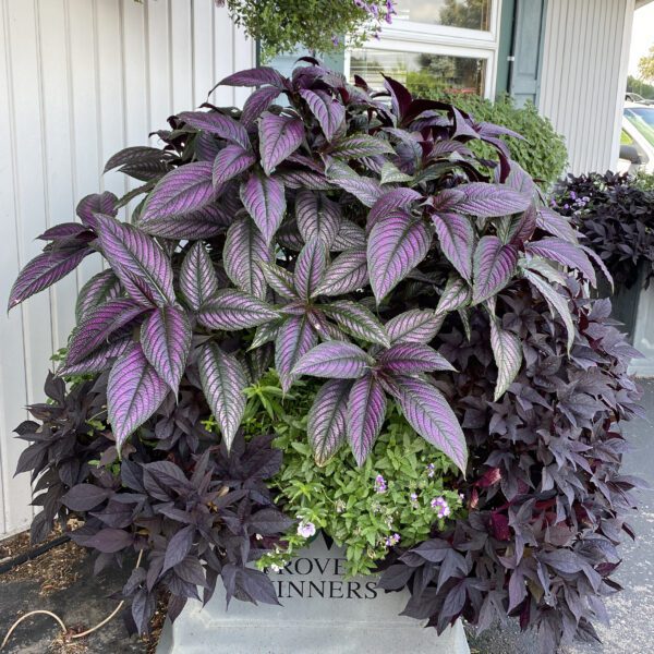 Strobilanthes Persian Shield - Annual