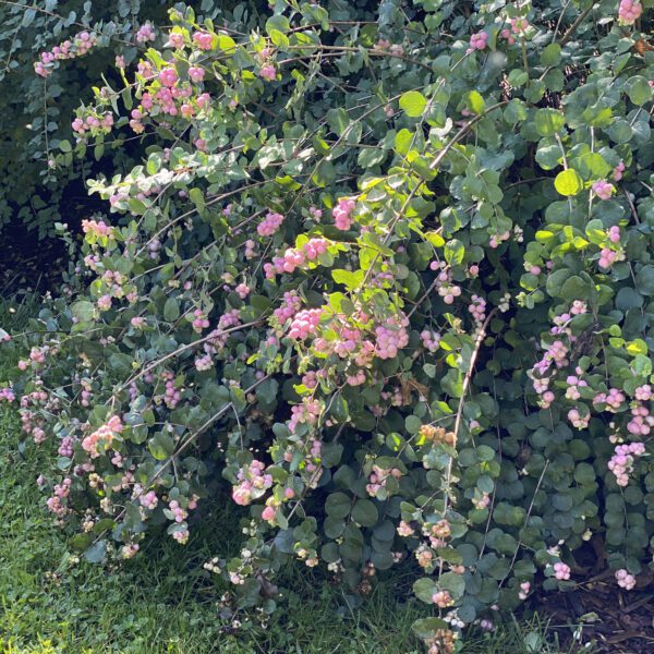 PROUD BERRY® Symphoricarpos - Shrub