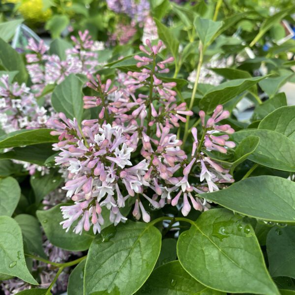 BABY KIM™ Syringa - Shrub