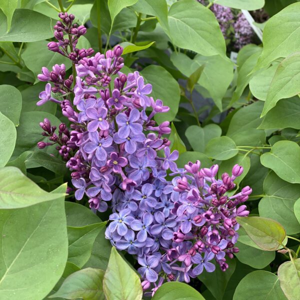 SCENTARA PURA® Syringa - Shrub