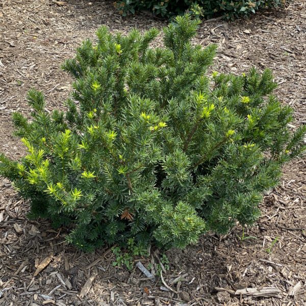 STONEHENGE DARK DRUID™ Taxus - Shrub