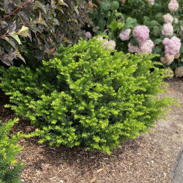 STONEHENGE DARK DRUID™ Taxus - Shrub