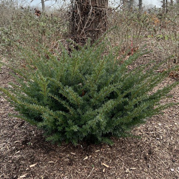 STONEHENGE DARK DRUID™ Taxus - Shrub