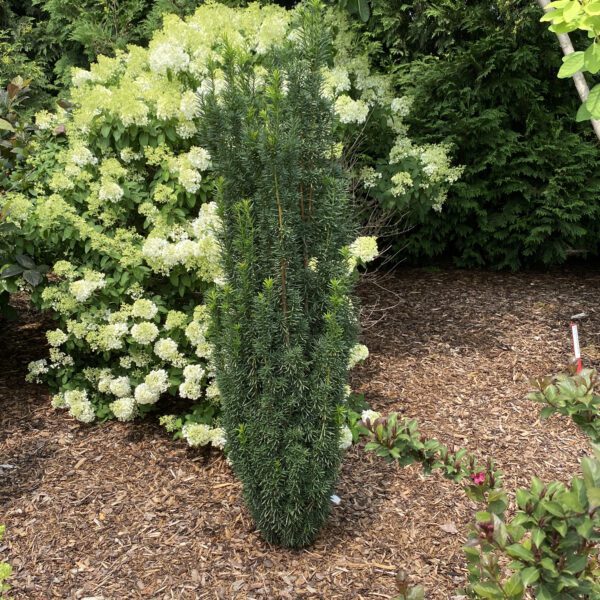 STONEHENGE SKINNY™ Taxus - Shrub