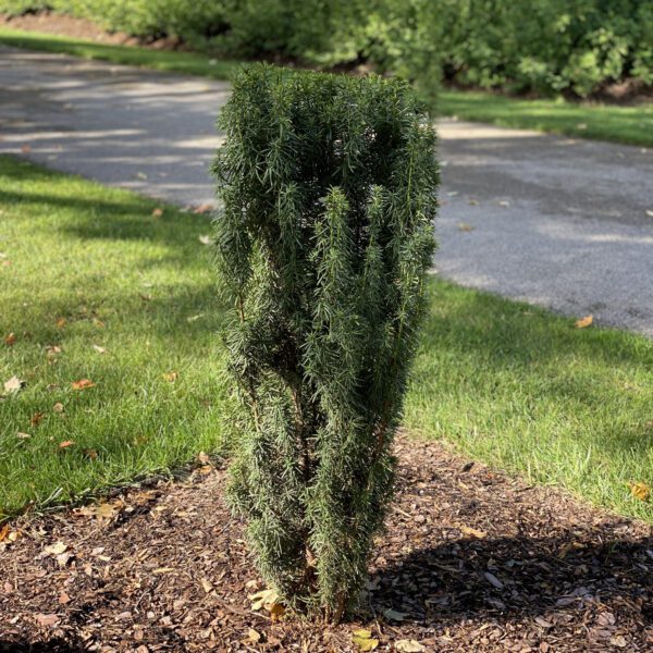 STONEHENGE SKINNY™ Taxus - Shrub