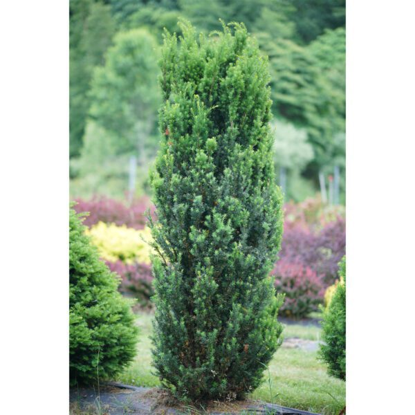 STONEHENGE® Taxus - Shrub