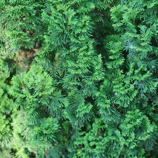 STING™ Thuja - Shrub