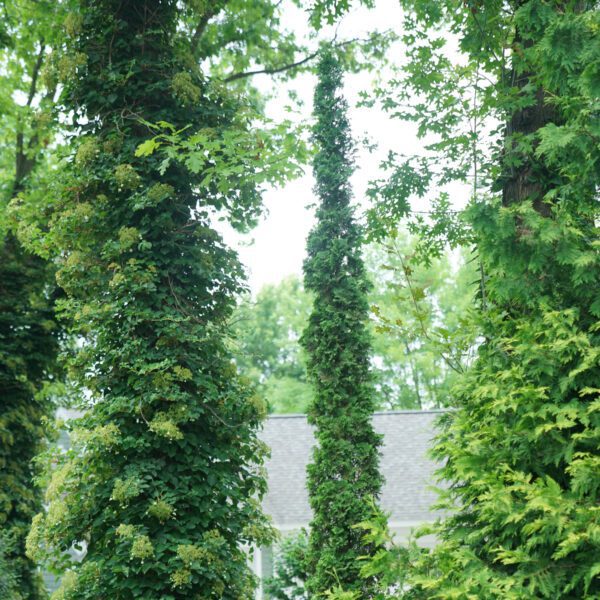 STING™ Thuja - Shrub