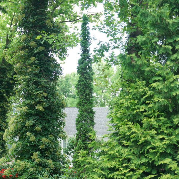 STING™ Thuja - Shrub