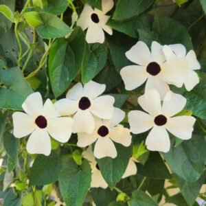 COCONUT A-PEEL® Thunbergia - Annual