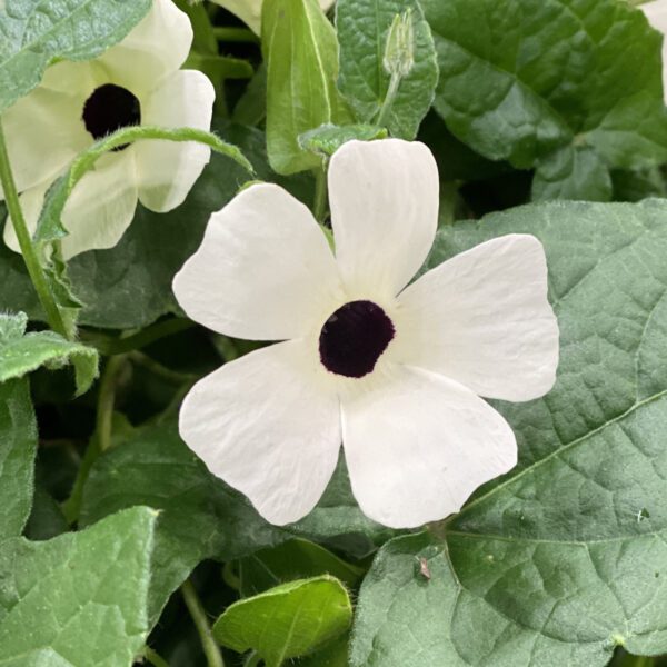 COCONUT A-PEEL® Thunbergia - Annual