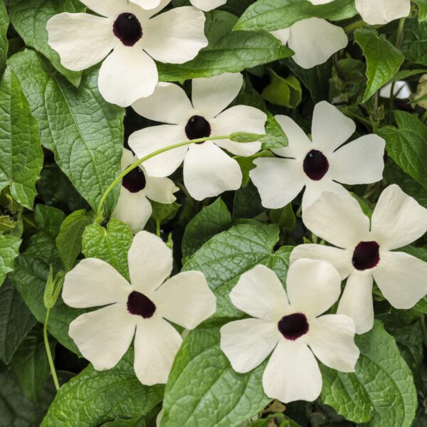 COCONUT A-PEEL® Thunbergia - Annual