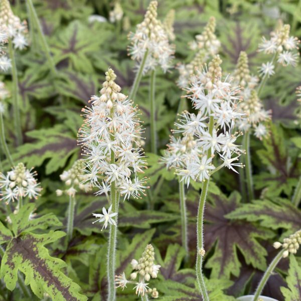 Tiarella Cutting Edge - Perennial