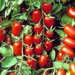 Tomato Juliette - Edibles