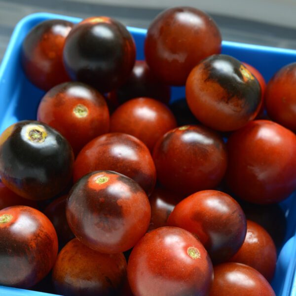 Tomato Midnight Snack - Edibles