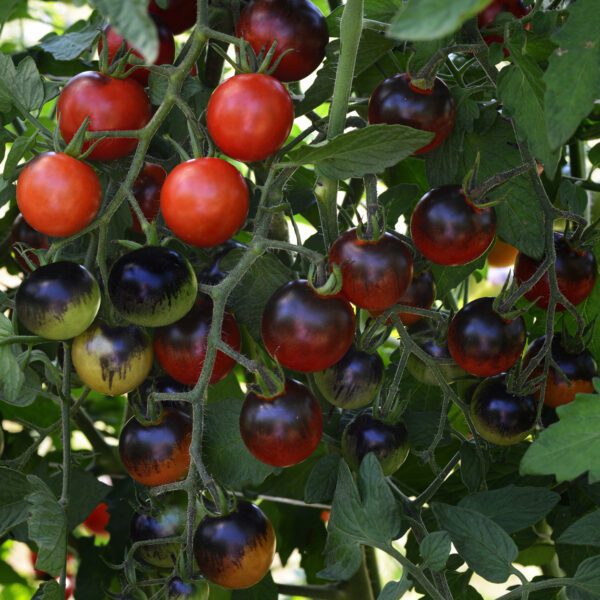Tomato Midnight Snack - Edibles