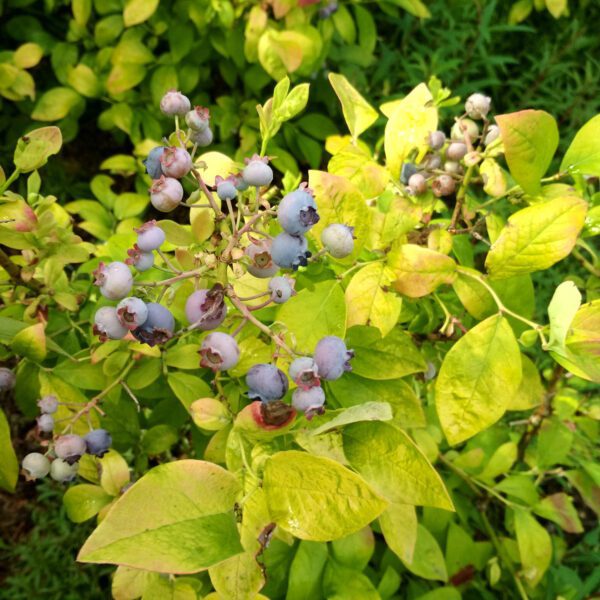 SKY DEW™ Gold Vaccinium - Edibles