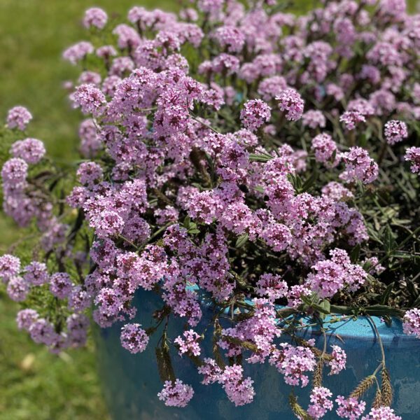 CAKE POPS™ Pink Verbena - Annual