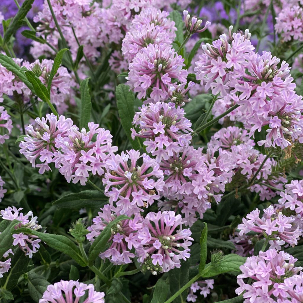 CAKE POPS® Pink Verbena Garden Crossings