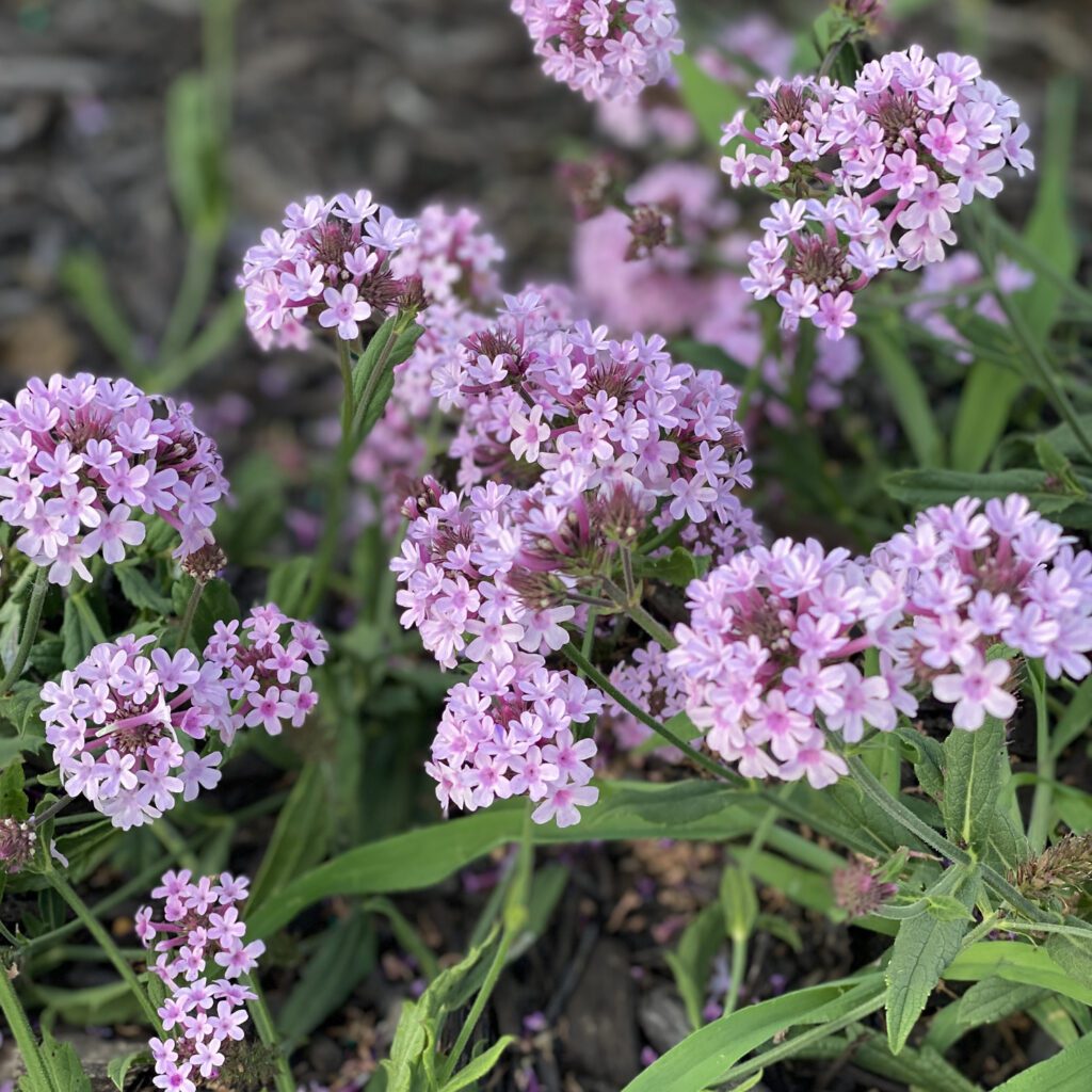 CAKE POPS® Pink Verbena Garden Crossings