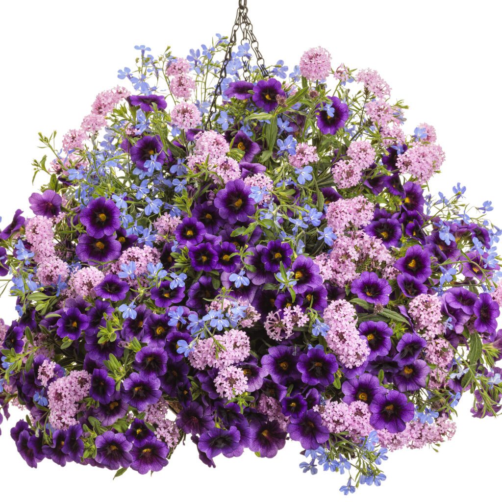 CAKE POPS® Pink Verbena Garden Crossings