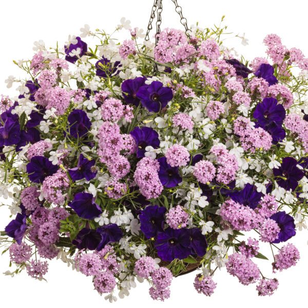 CAKE POPS™ Pink Verbena - Annual