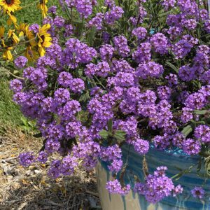 CAKE POPS™ Purple Verbena - Annual