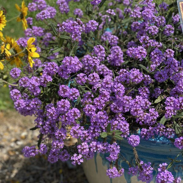 CAKE POPS™ Purple Verbena - Annual