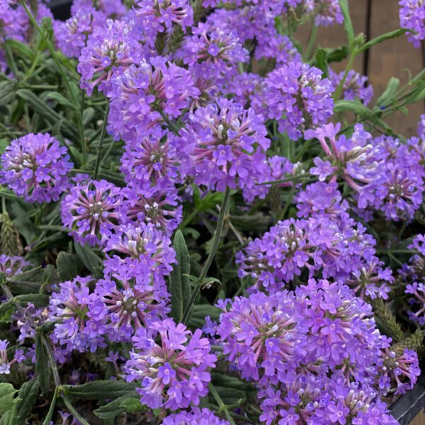 CAKE POPS™ Purple Verbena - Annual