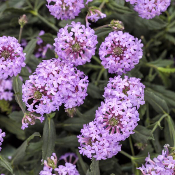 CAKE POPS™ Purple Verbena - Annual