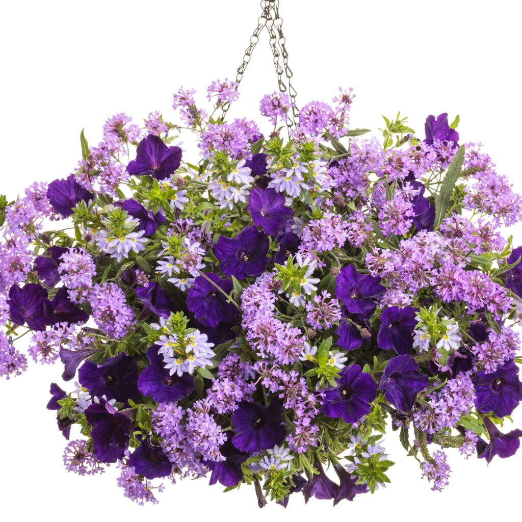 CAKE POPS® Purple Verbena Garden Crossings
