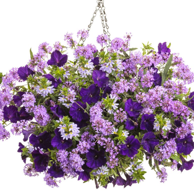 CAKE POPS® Purple Verbena Garden Crossings