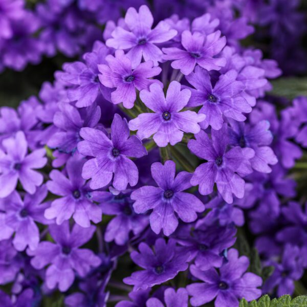 SUPERBENA® COBALT™ Verbena - Annual