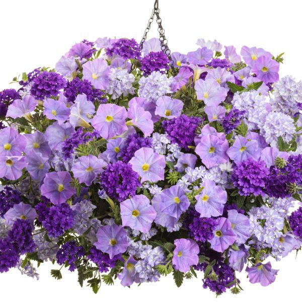 SUPERBENA® COBALT™ Verbena - Annual