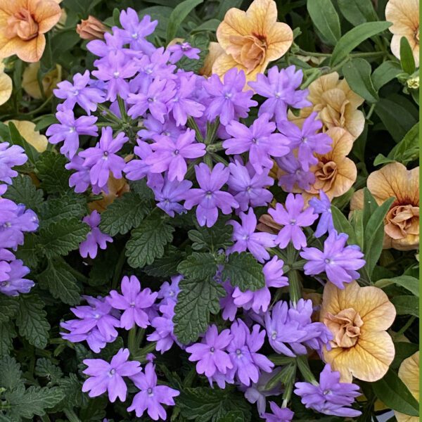 SUPERBENA® Large Lilac Blue Verbena - Annual