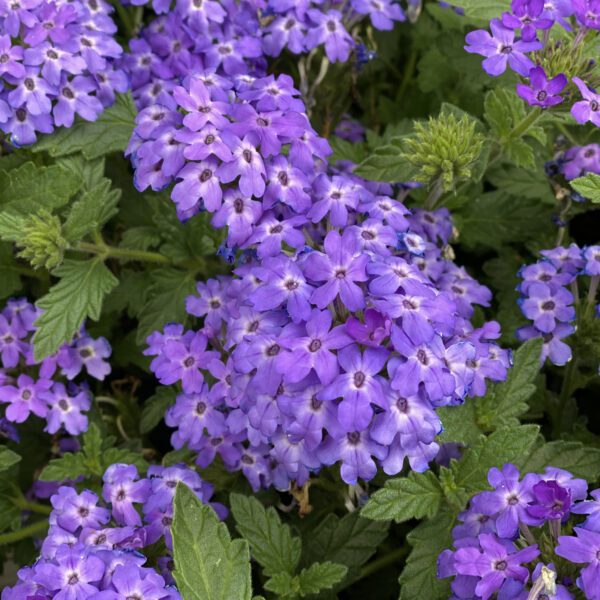 SUPERBENA ROYALE® Chambray Verbena - Annual