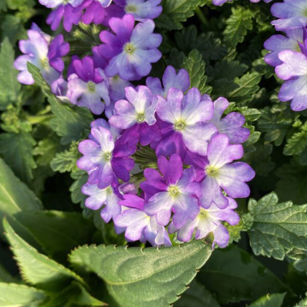 SUPERBENA SPARKLING® Amethyst Verbena - Annual