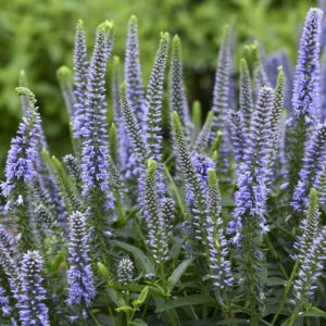 MAGIC SHOW® Ever After Veronica - Perennial