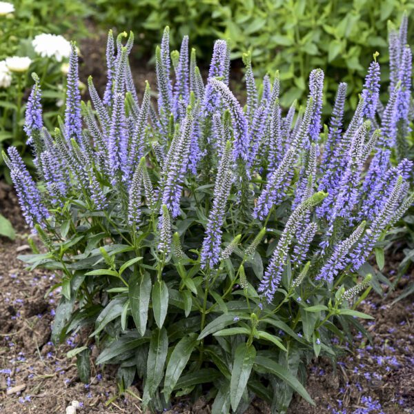 MAGIC SHOW® Ever After Veronica - Perennial