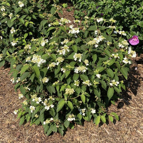 Viburnum STEADY EDDY™ - Shrub