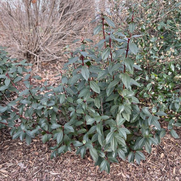 YANG™ Viburnum - Shrub