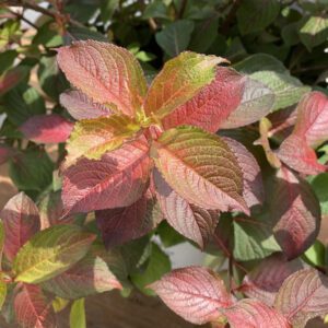 MIDNIGHT SUN™ Weigela - Shrub