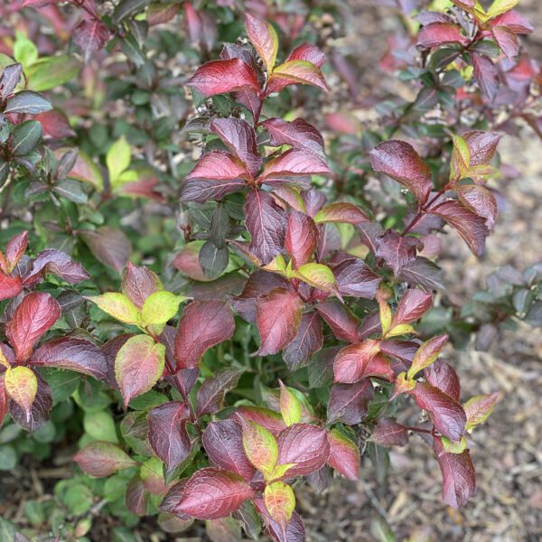 MIDNIGHT SUN™ Weigela - Shrub