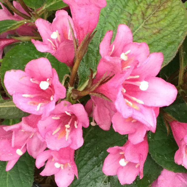 MIDNIGHT SUN™ Weigela - Shrub