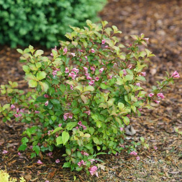 MIDNIGHT SUN™ Weigela - Shrub