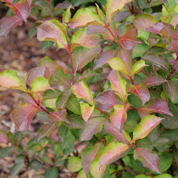 MIDNIGHT SUN™ Weigela - Shrub