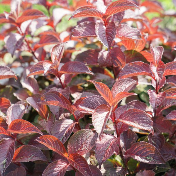 MIDNIGHT SUN™ Weigela - Shrub