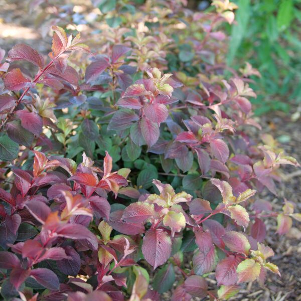 MIDNIGHT SUN™ Weigela - Shrub